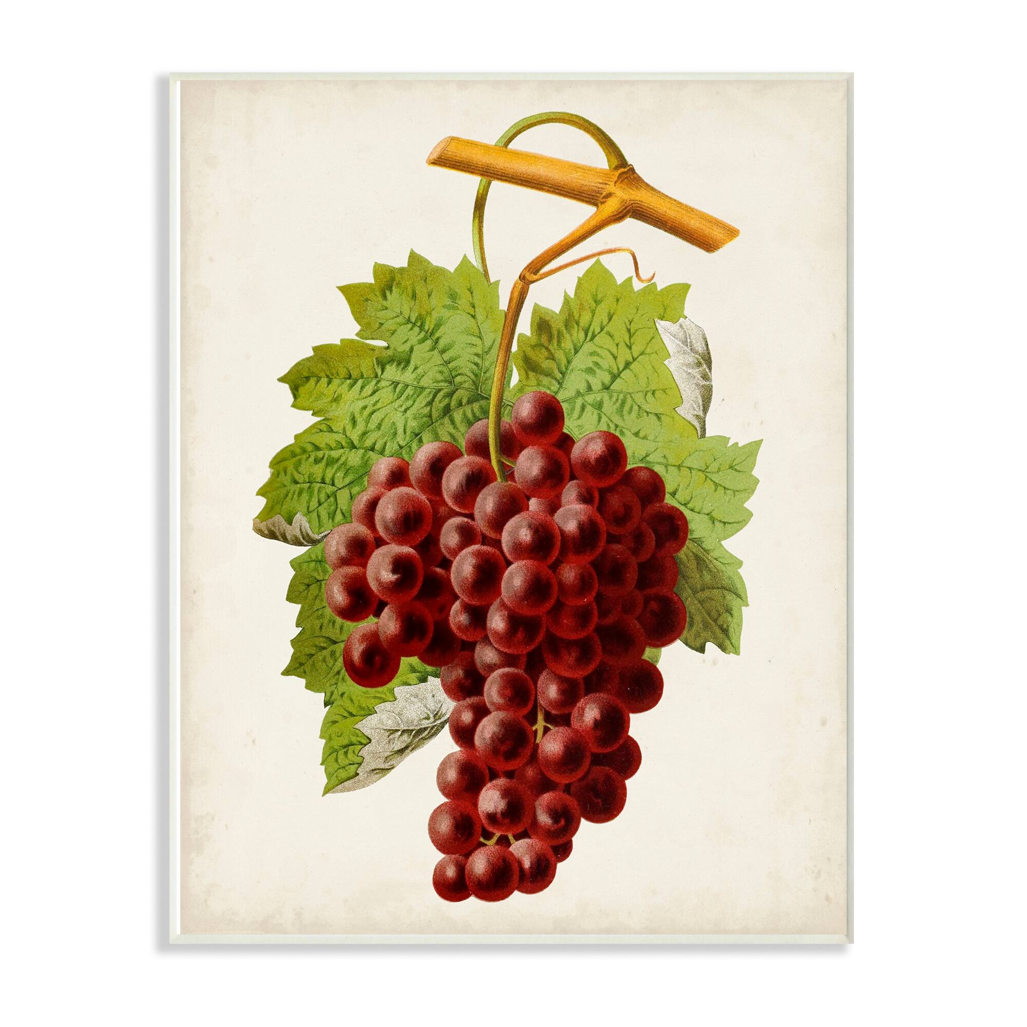 Stupell Industries Vintage Food Fruit Painting, 10" x 15"